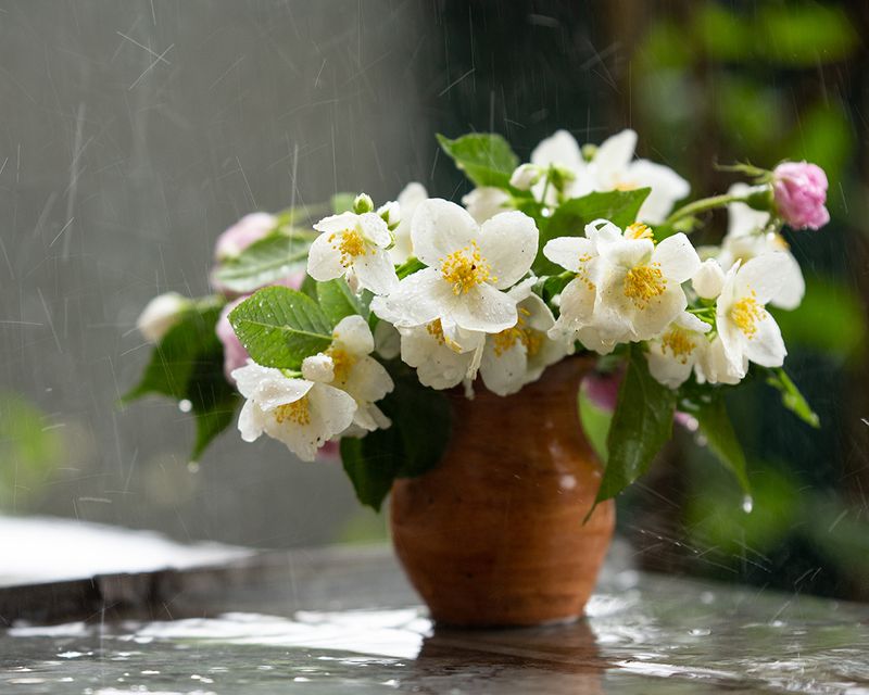 Просто летний дождь пошел...photo preview