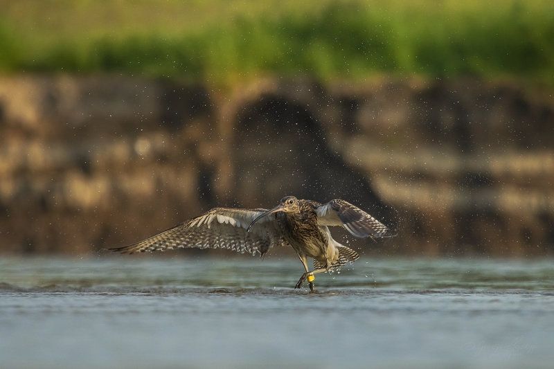 Numenius arquataphoto preview