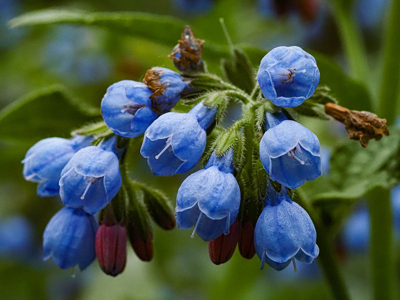 окопник лазоревыйphoto preview