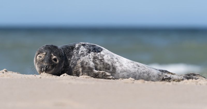 балтика.пляж.нерпа Помешали ...photo preview