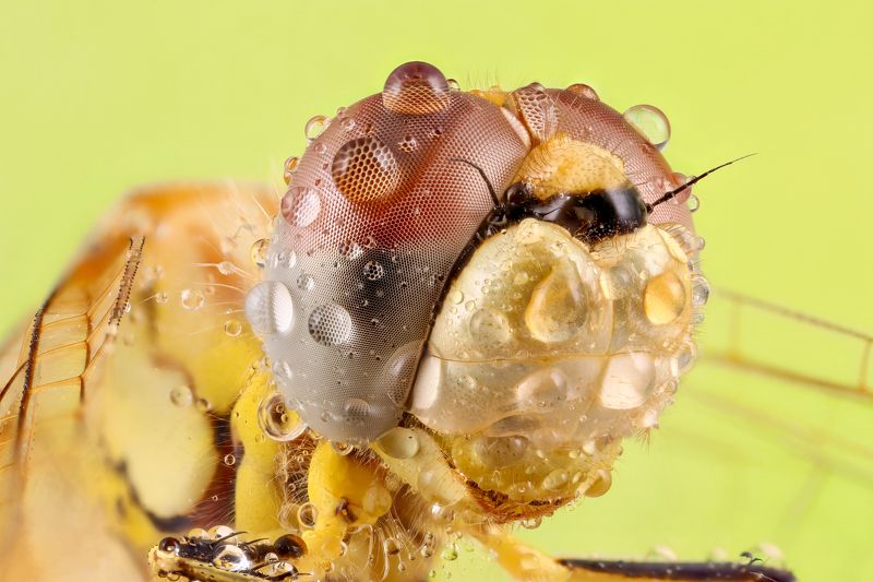 #insect #macro #dragonfly #insects dragonflyphoto preview