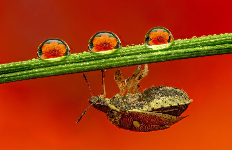 макро, макрофото, цветы, клоп, насекомые всё ближе, чем мы думаемphoto preview