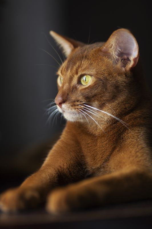 животные, абиссинская кошка *** фото превью