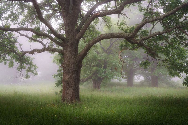 В стране дубовphoto preview