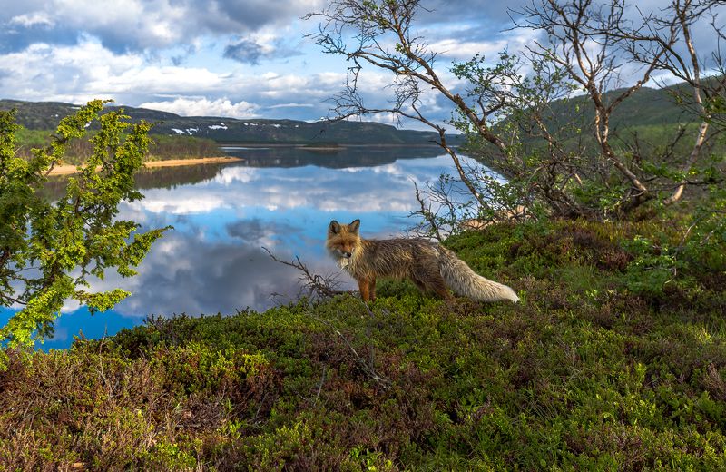 ...дачный сторож)photo preview