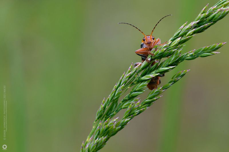 Ну, привет !photo preview