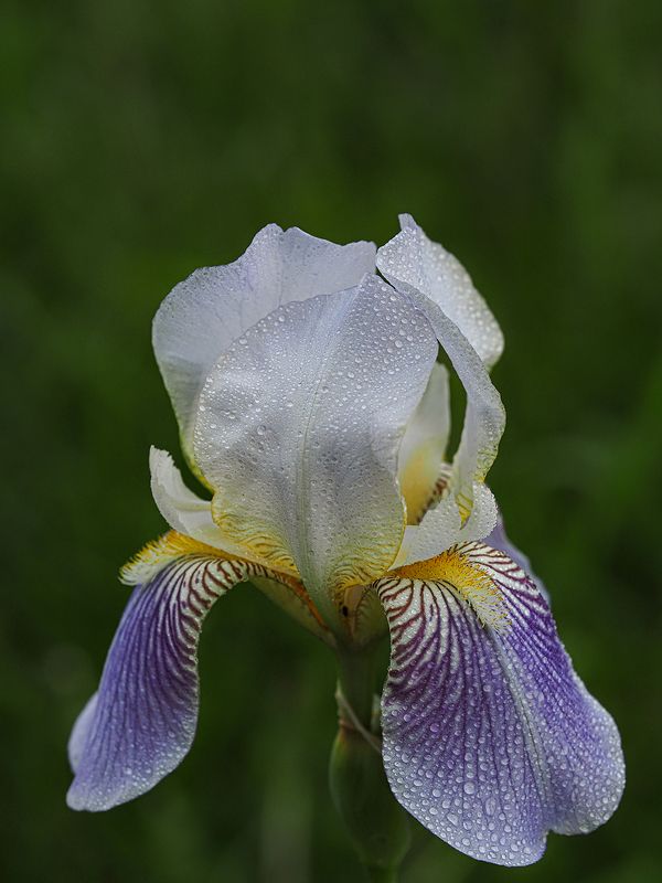 ирисphoto preview