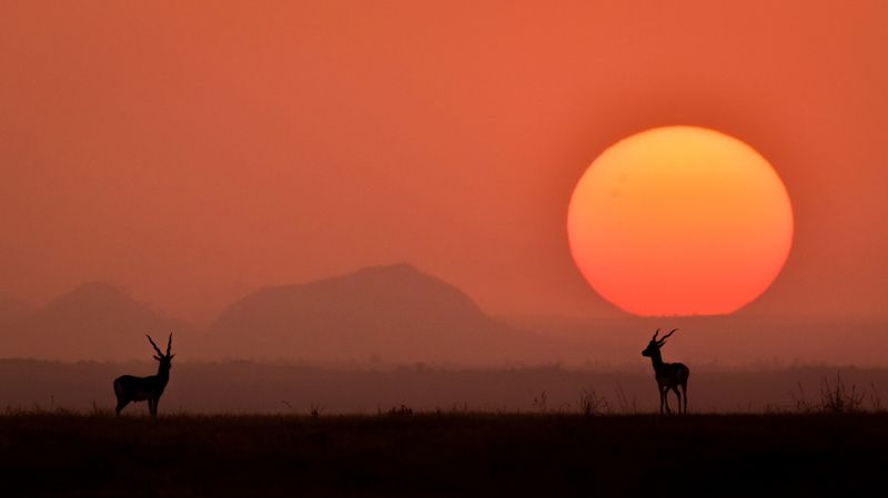 #animals #wildlife #blackbucks #sunset #silhouttes #ahmednagar #maharashtra #planetearth #lifeonearth #wildlifeofahmednagar Life on Earth !photo preview