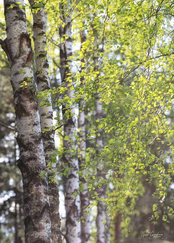 беларусь, березовая роща, лето, жизнь, свежий ветер Моя Белая Русь фото превью