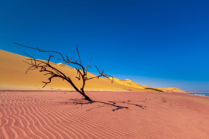africa, safari, dunes, sand, desert, tree, landscape, africa, namibia, namib Dunes in Namib Desertphoto preview