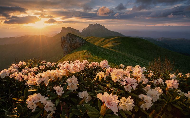 тхач, адыгея, асбестная, ачешбок, ачешбоки, большой тхач, кавказ, западный кавказ, рододендроны, малый тхач Рододендроны Кавказа.photo preview