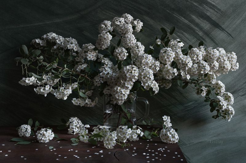 спирея Этюды с ветками спиреиphoto preview