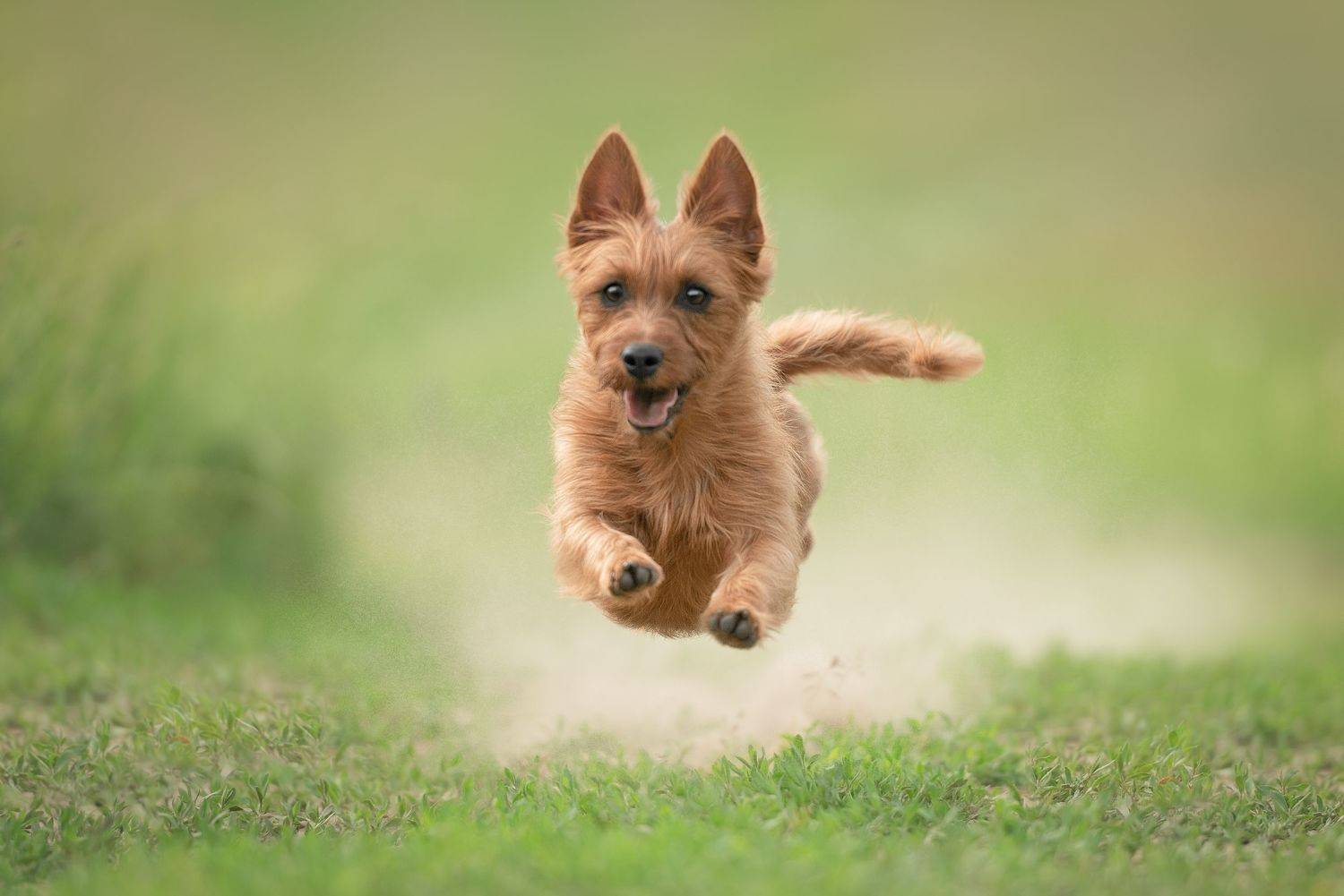 ***. Автор: Irina Kovaleva , Irina Kovaleva