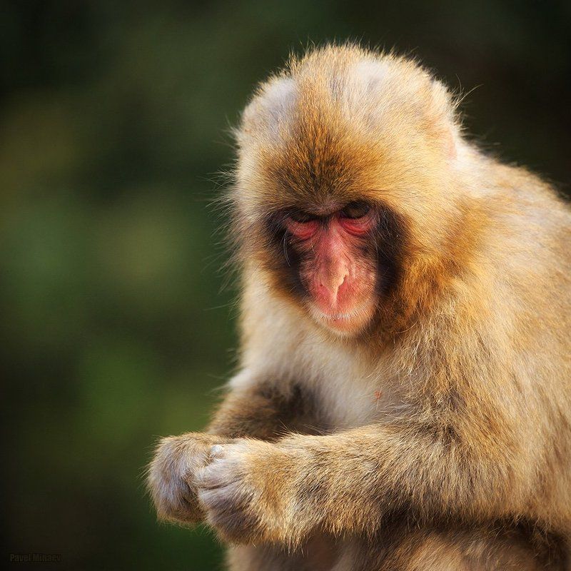 Семки есть? А если найду?photo preview