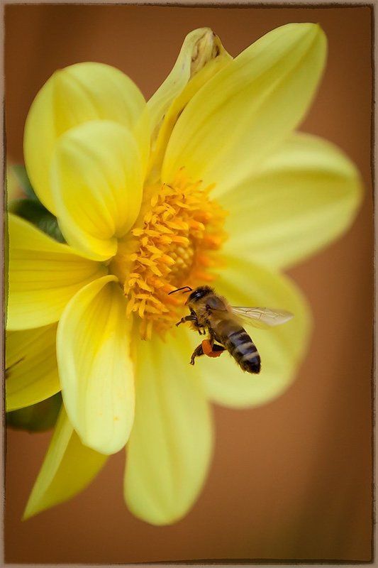 Cбор медаphoto preview