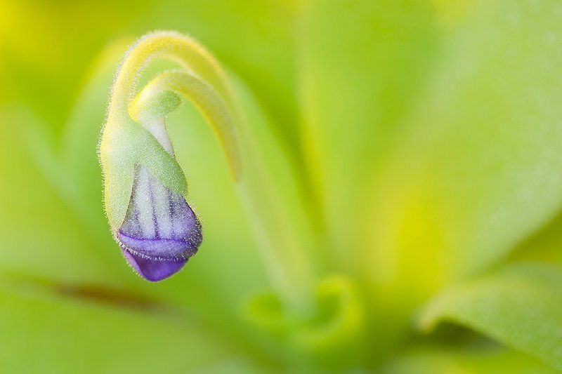 Жирянкаphoto preview