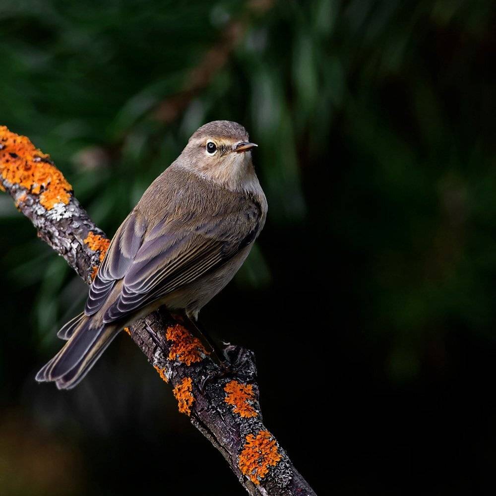 Автор: Валерий Субачев , Валерий Субачев
