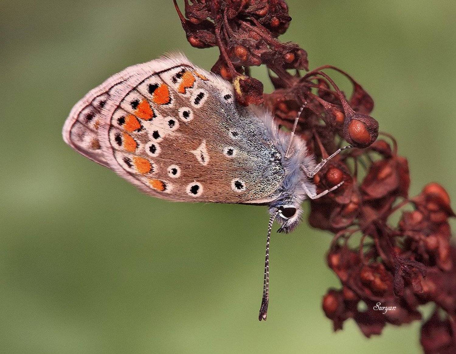Вверх тормашками. Автор: Олег Сурьянинов , Олег Сурьянинов