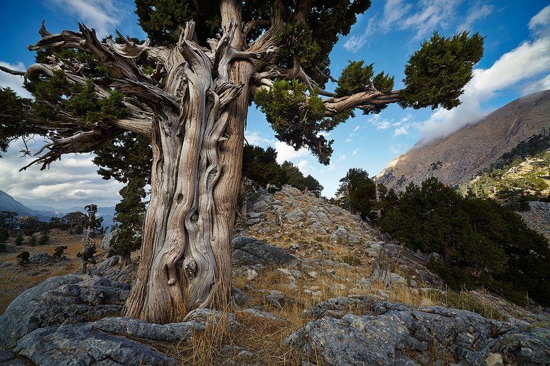 СТАРЕЦ фото превью