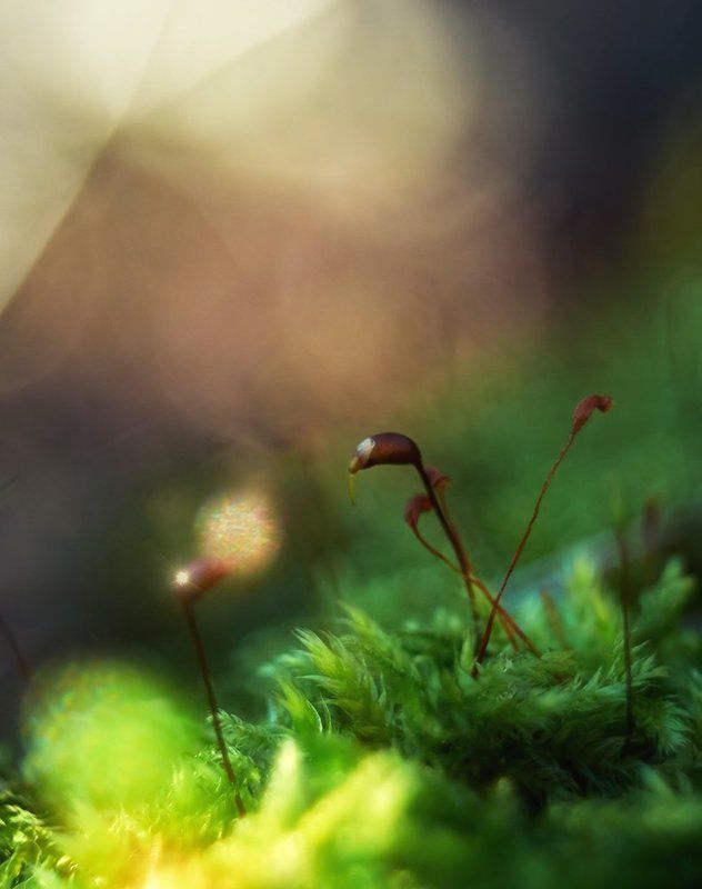 Nikon 1J1, Wollensak cine raptar 25/2.5, Мох Бальные танцы...photo preview