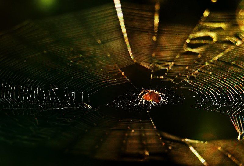 wake,macro,spider,sony,light Spider\'s Dreamphoto preview