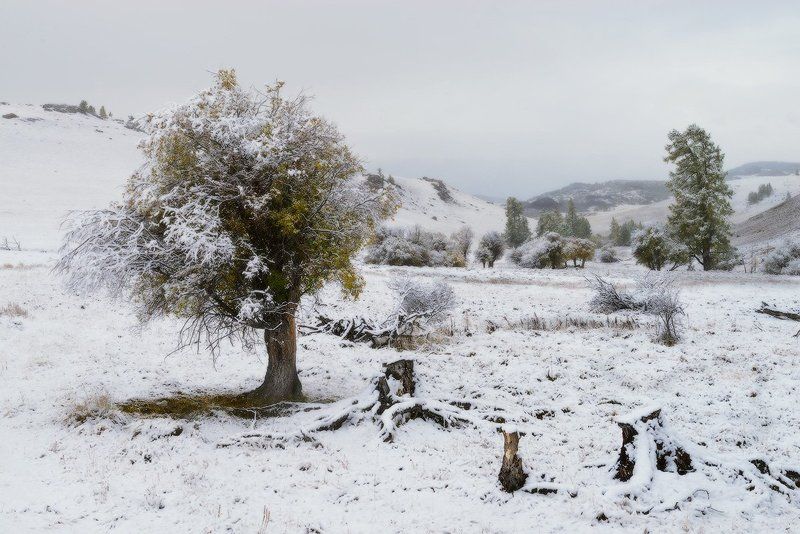 первый снегphoto preview