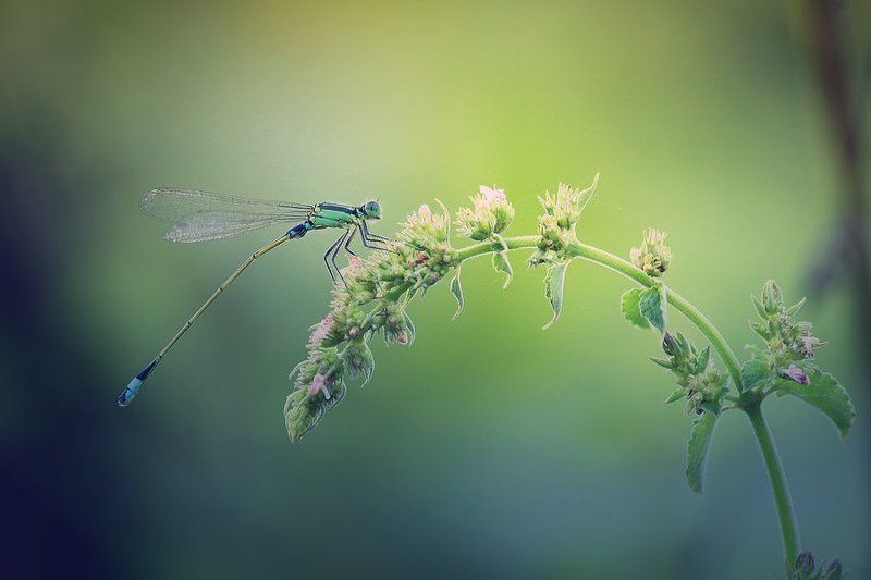 balancephoto preview