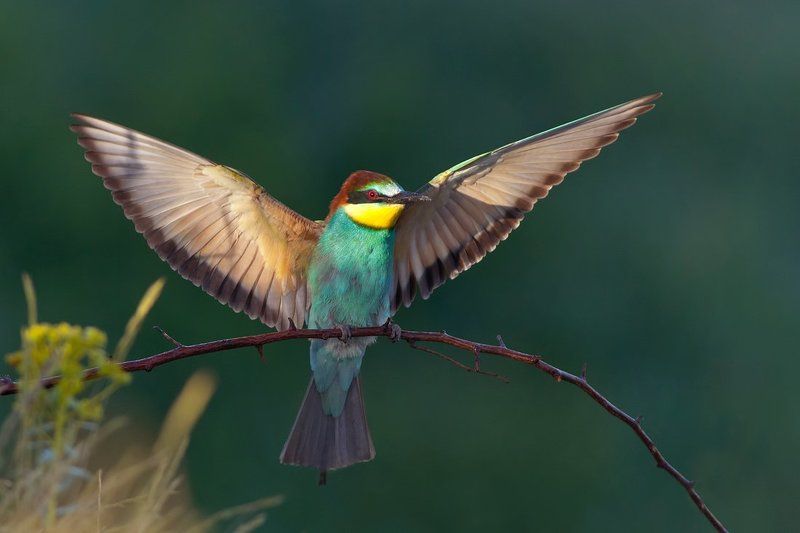 пчелояд,щурка,merops apiaster,european bee-eater Солнечный окноphoto preview