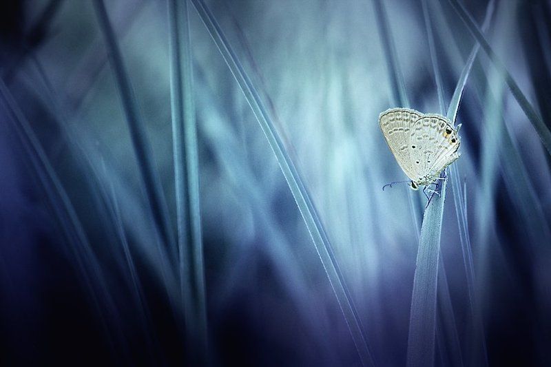 собственныйphoto preview