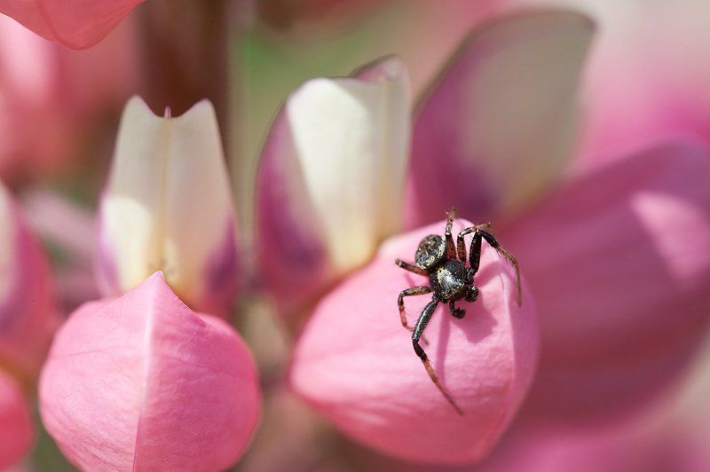 паук, природа, лето Паук-скакунчикphoto preview