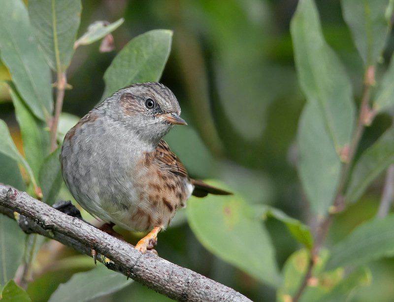 Лесная завирушкаphoto preview