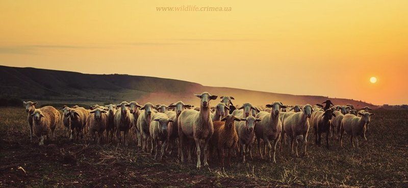 Электоратphoto preview