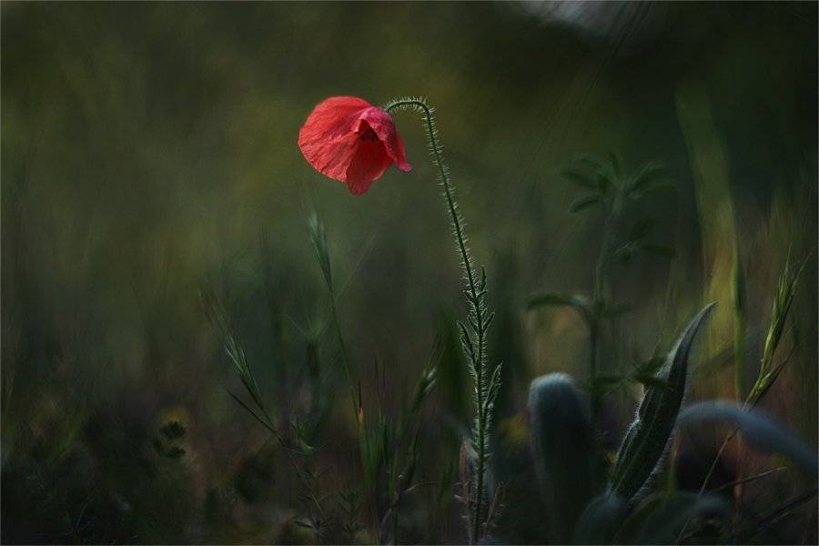 , Наталья Ова