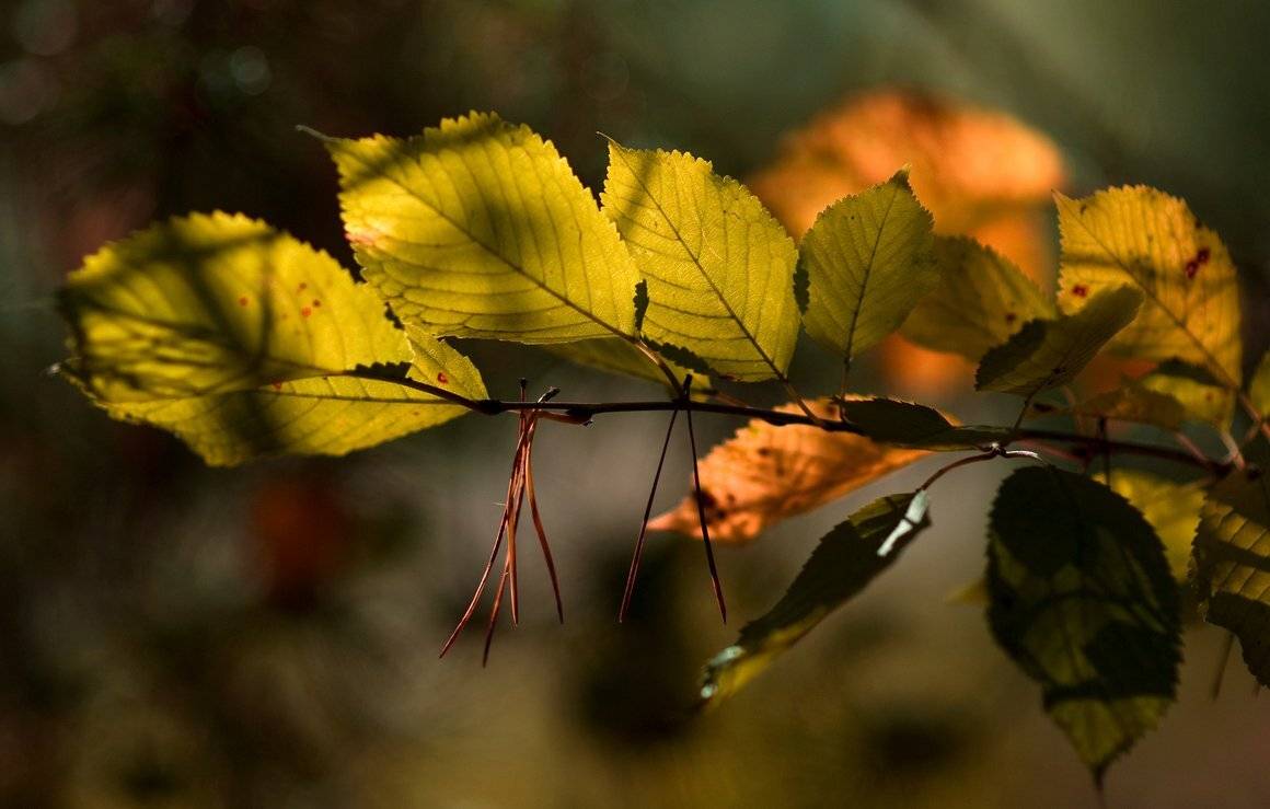 , Николай Шахманцир