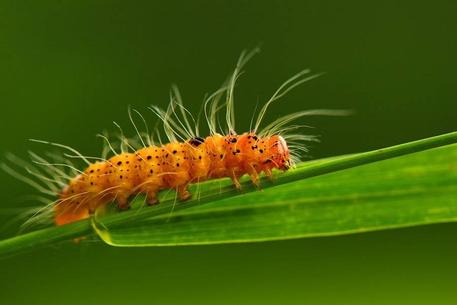 Электра. Автор: Илья Гомыранов , Илья Гомыранов