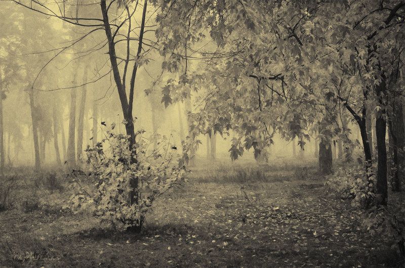 Деревья, Лес, Осень, Туман, Чб, Ч\\б Нецветная осеньphoto preview