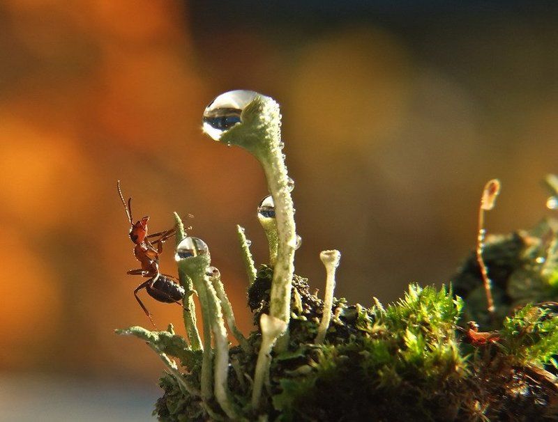 муравей Шампанское по утрам пьют только или аристократы, или дегенераты.photo preview
