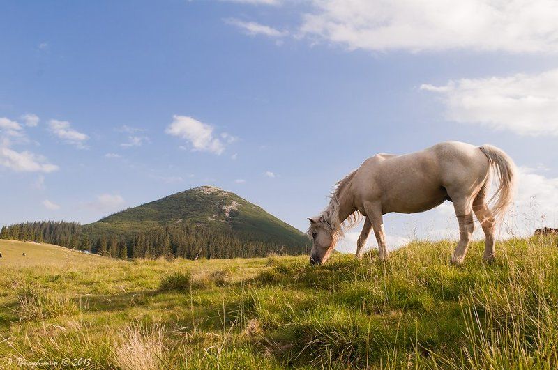 На полонынеphoto preview