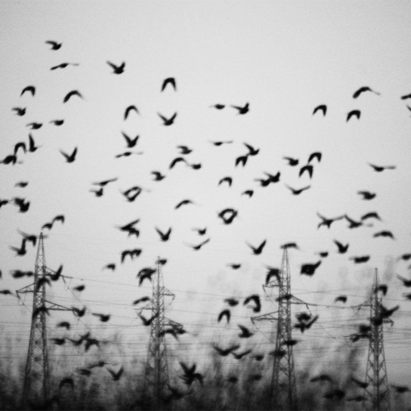 Поезия с птициphoto preview