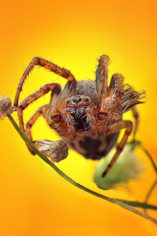 паукphoto preview