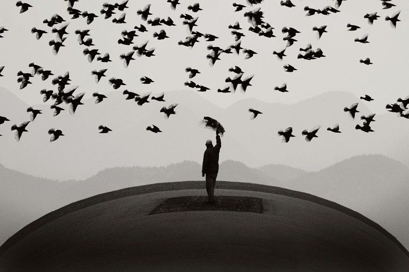 Некоторые птицы летают не могутphoto preview