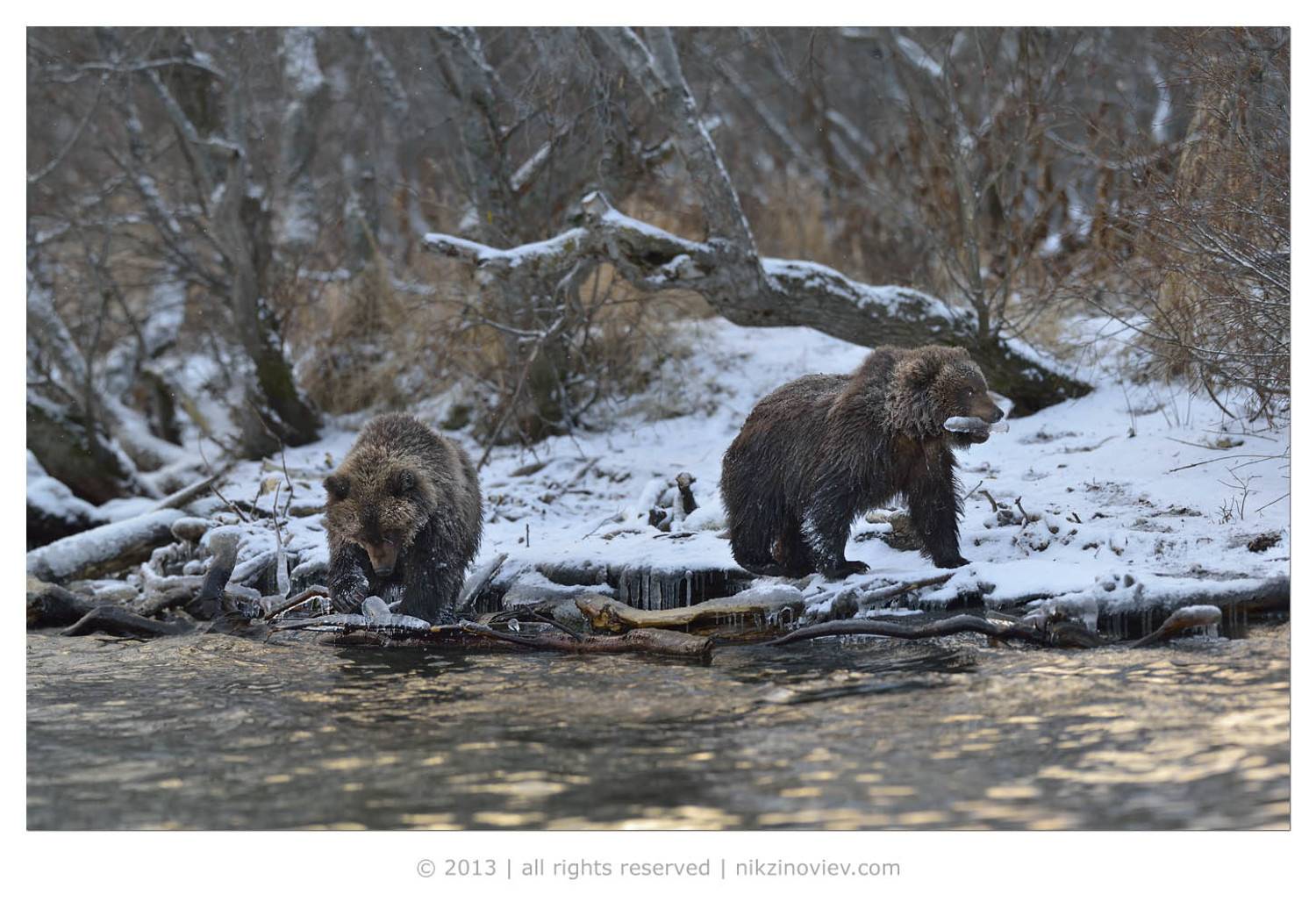 , Николай Зиновьев