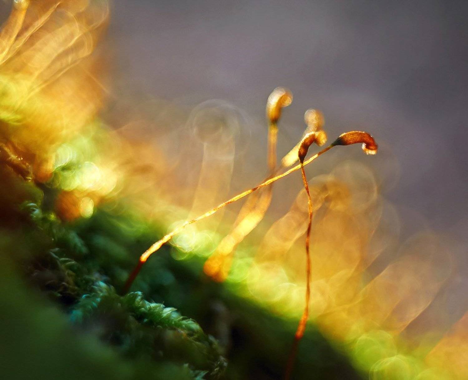 ***. Автор: Alexey Gnilenkov moss, nikon 1j1, wollensak cine raptar 25/2.5, мох, Alexey Gnilenkov