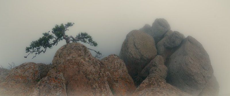 крым, демерджи Крымский бонсайphoto preview