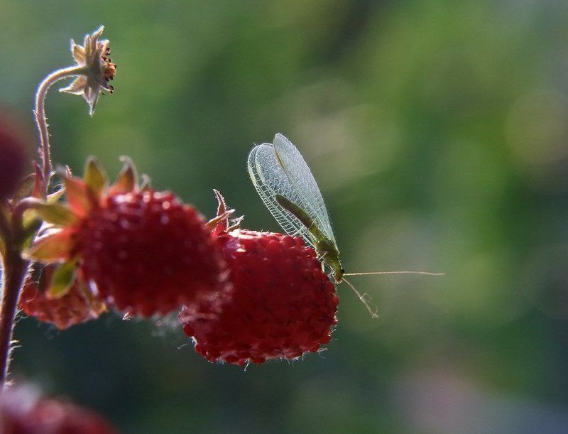 Земляничное счастье.photo preview