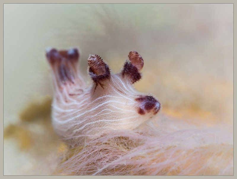 Flowers of Baliphoto preview