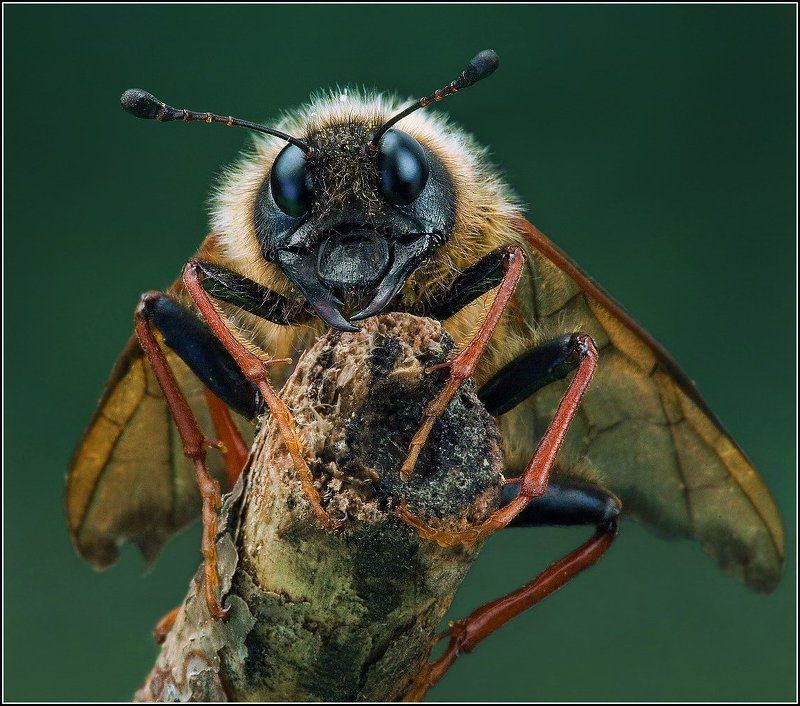 Волосатик лесной пилильщик булав Волосатик лесной.photo preview