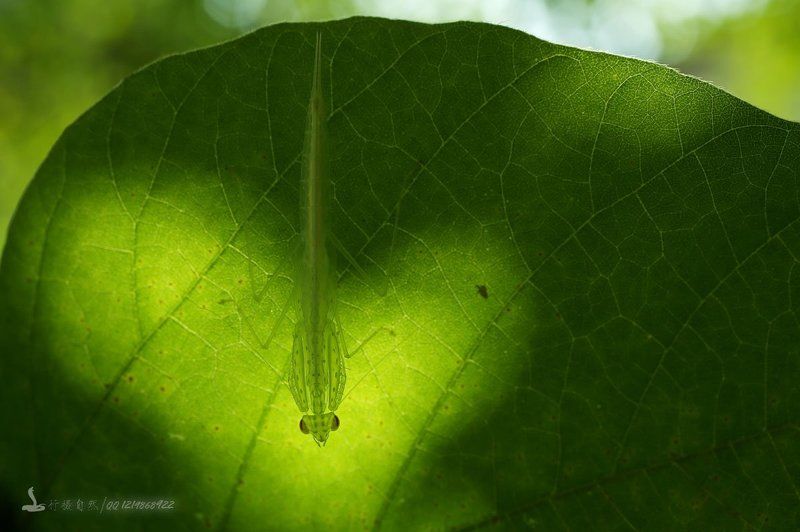 Богомолphoto preview