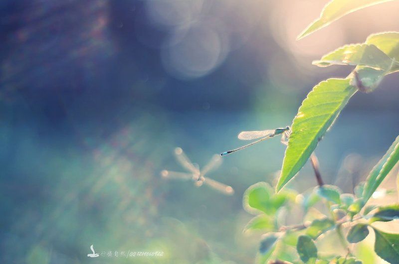 Стрекозаphoto preview