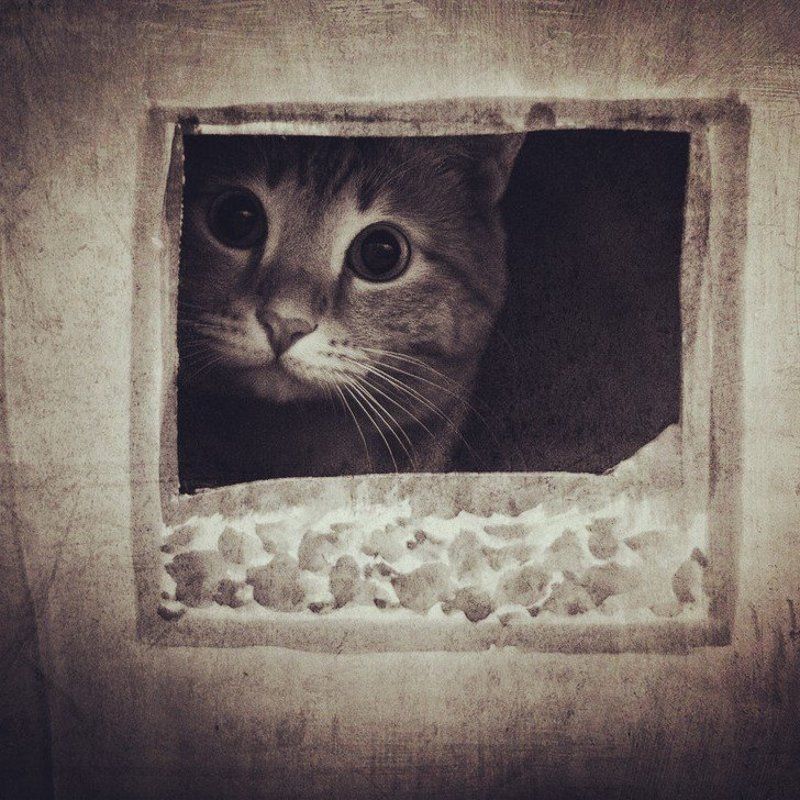 теремок фото превью